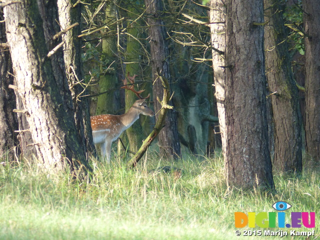 FZ019663 Fallow deer (Dama dama) in woods